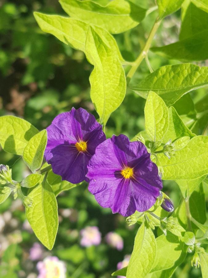 4 Ambelia Paradise Megalochori  Екстер'єр фото