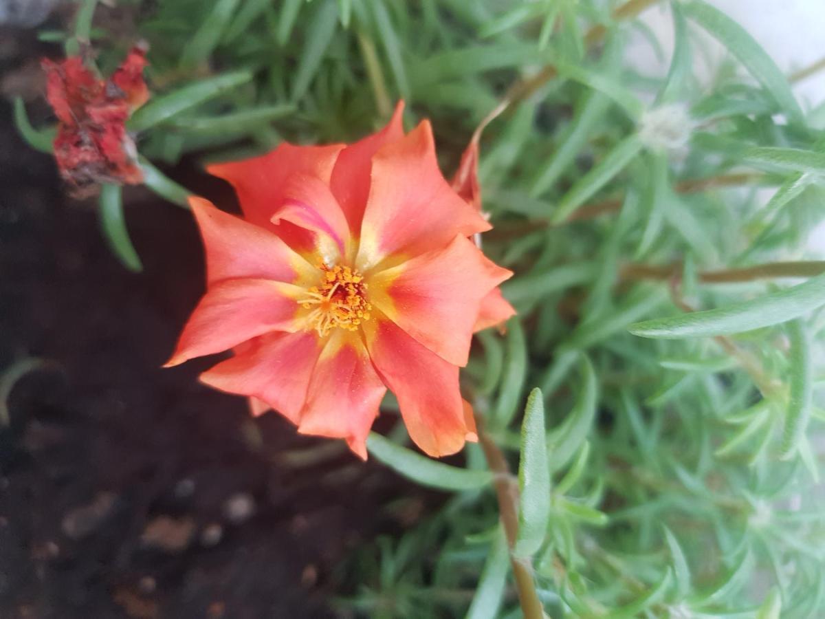 4 Ambelia Paradise Megalochori  Екстер'єр фото